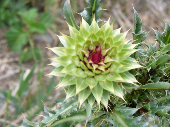 Argentina: Carduus thoermeri = C. nutans subsp. leiophylllus